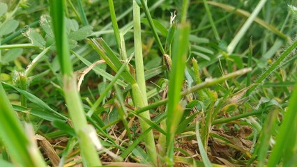 EVue rapproché sur l'herbe, feuille, fleur et brindille