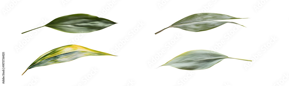 Poster set of abstract design with layered shapes and colors. isolated on transparent background