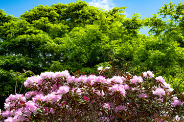 六郷満山のシャクナゲ
