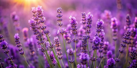 Macro Photography: Purple Lavender Field, Fragrant Blossoms, Close-up