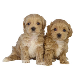 Two cute Maltipoo puppies on a transparent background. Adorable fluffy Maltipoo puppy pair. Little brown Maltipoo puppies looking at the camera.