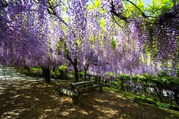 千財農園のフジ
