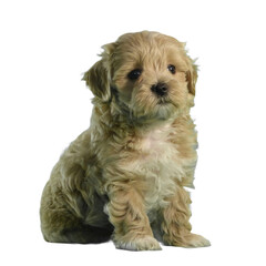 Cute Maltipoo puppy on transparent background. Adorable fluffy Maltipoo standing. Little brown Maltipoo puppy looking.