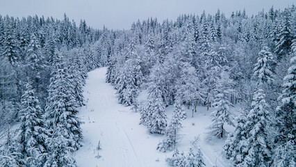 winter trail through the snowy boreal forest on a freezing winter day