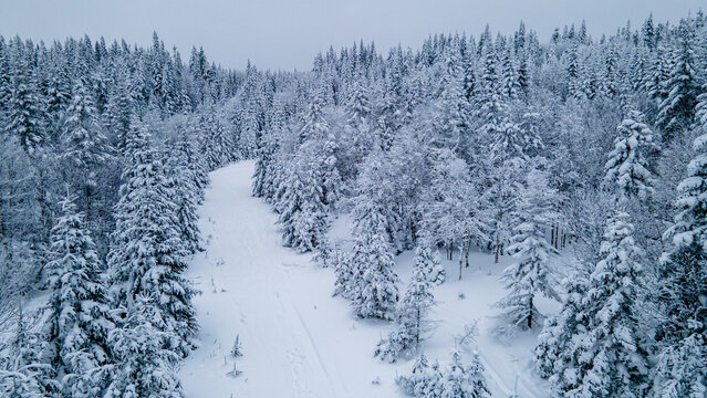 winter trail through the snowy boreal forest on a freezing winter day