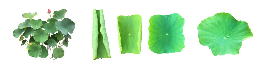 Isolated waterlily or lotus leaf with clipping paths.	