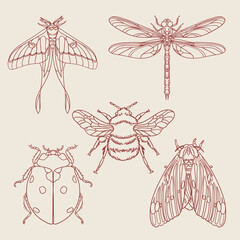 Hand-drawn insect set. Line art insect illustration. Vector graphics.