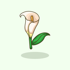 Vector illustration of calla lily flower plant symbolizing purity elegance and beauty Perfect for floral design wedding themes botanical projects and nature