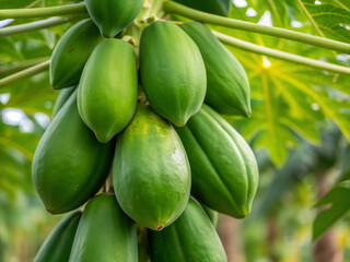 close up of green beans. food, fruit, plant, tree, nature, vegetable, agriculture, garden, fresh, leaf, healthy, leaves, tomato, organic, farm, ripe, flower, branch, closeup, freshness, green, natural