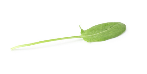 One fresh green sorrel leaf isolated on white