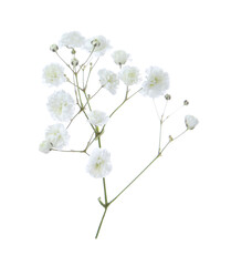 Beautiful delicate gypsophila flower on white background