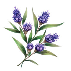 Fototapeta premium Lavender flower illustration on white background on transparent background