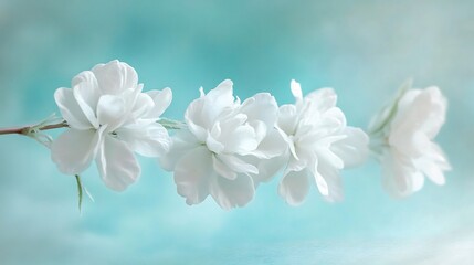 Close up of white blossoms gently resting branch soft pastel blue background delicate elegant floral arrangement soft lighting creating calm tranquil atmosphere cut out isolated transparent background