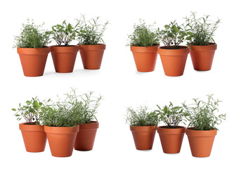 Different aromatic herbs in clay pots isolated on white, set