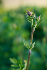 Columbine flowers at the beginning of the blooming season. Floral buds.
