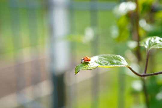 Close up of a ladybug crawling on a leaf of a vining plant.