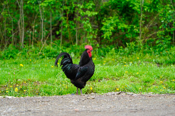 Good looking Australorp Rooster. Grass in trees in the background. Black chicken with iridescent green feathers.  Free range chicken.