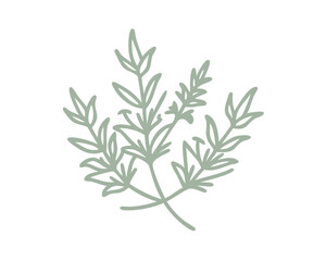Fototapeta premium Alpine Mint Bush Line Art Illustration