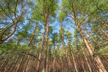 Pine tree branches in the park.