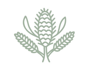 Banksia Robur Illustration, Minimalist Botanical Design