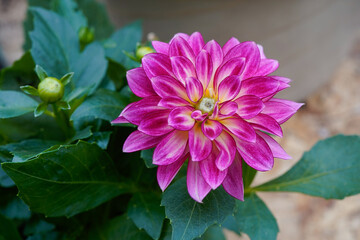 Pinkterific dahlia plant with blooming flowers.