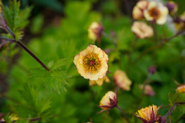 Blooming Geum Tempo Yellow plant. Delicate small yellow flowers.