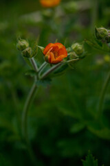Blooming totally tangerine geum plant. Outdoor flower garden.