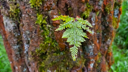 moss on tree