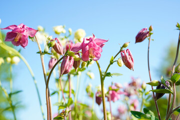 Columbine flowers with the bright, blue sky in the background.