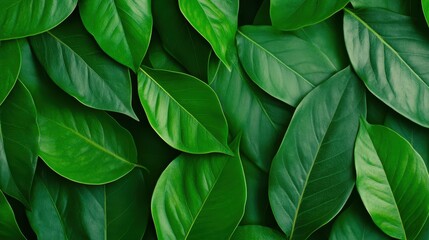 Lush Green Leaves Creating a Vibrant Natural Background Texture