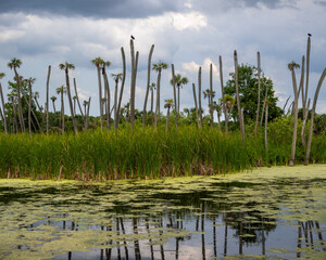 Scenic landscape of Orlando wetlands in Florida , is a popular bird sanctuary.