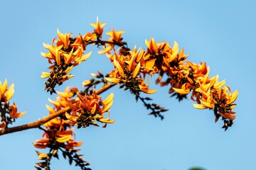 The beautiful reddish orange flowers of Butea monosperma (Palash, Flame of the forest, Bastard...