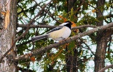 bird on a tree