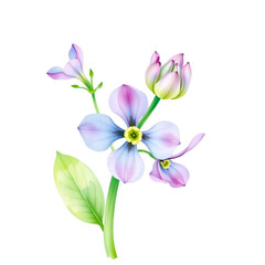 A watercolor vector of Pennycress flower, isolated on a white background. Pennycress vector.