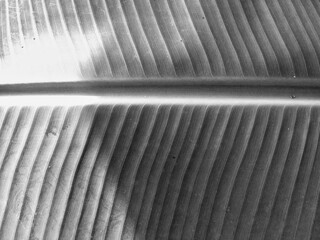 Monochrome style banana leaf texture
