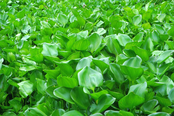 water hyacinth cover a river