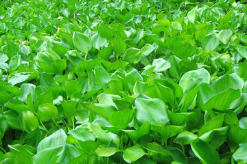 water hyacinth cover a river