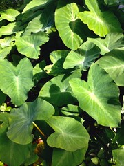 green leaves elephant ear plant in the garden