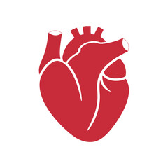 Realistic Human Heart Vector Illustration – Anatomical Medical Drawing