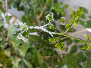 Pests on plant stems