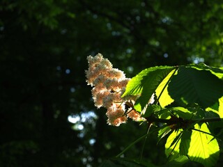 Blooming White Chestnut Flowers with Sunlight and Green Leaves Against a Dark Background