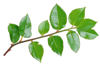 Fototapeta premium A Close-up Of A Green Rose Branch With Leaves Isolated On A Transparent Background