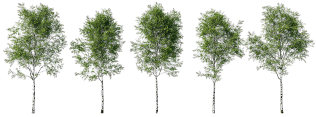 Five Birch Trees With Green Leaves And White Bark Standing In A Row Against A Transparent Background