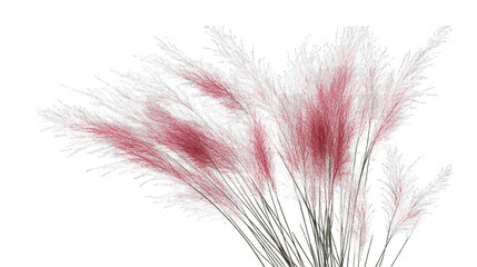 Fototapeta premium Close-up Of Pink Ornamental Grass With A Transparent Background The Grass Is Soft And Feathery With A Slight Green Tint At The Base
