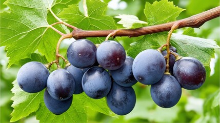 Fototapeta premium Fresh ripe black grapes on a healthy vine branch surrounded by vivid green leaves under natural sunlight in a beautiful vineyard setting