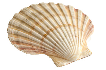 White elegant sea jacobean scallop shel isolated on transparent background
