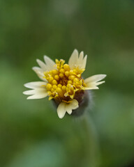 macro photograpy of flower gletang
