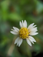 macro photograpy of flower gletang