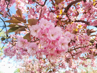 Beautiful pink cherry blossoms blooming on a tree in Denmark during springtime against a blue sky.