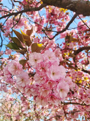 Beautiful pink cherry blossoms blooming on a tree in Denmark during springtime against a blue sky.